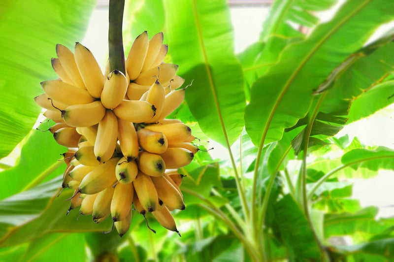 Significance of Banana tree in Hinduism