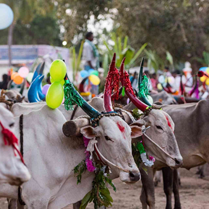 8 Popular Décor Ideas for Pongal