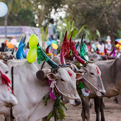 8 Popular Décor Ideas for Pongal – ServDharm