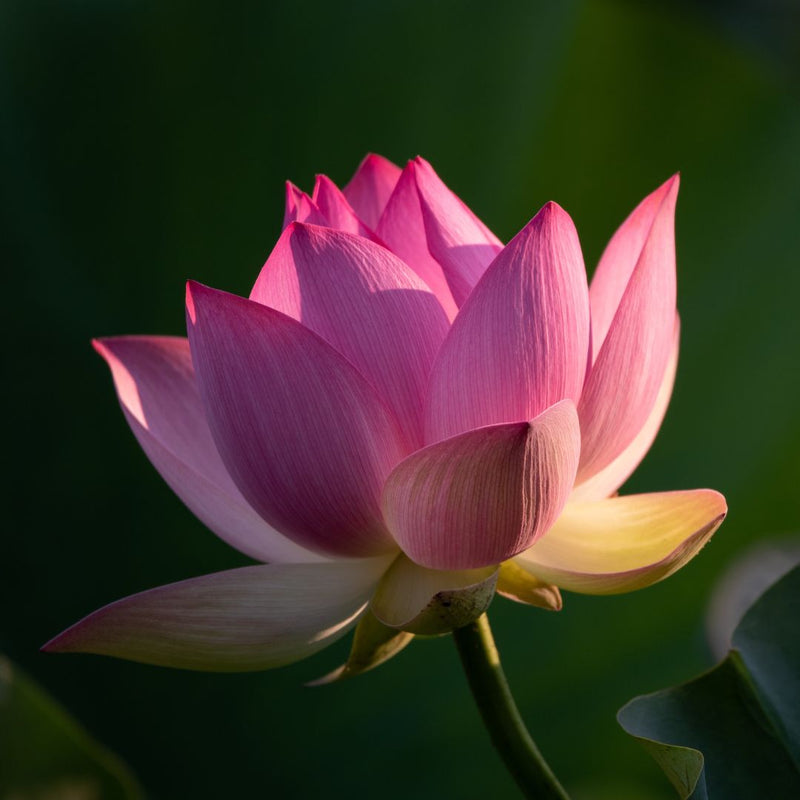 Why is Lotus Flower Considered Auspicious?