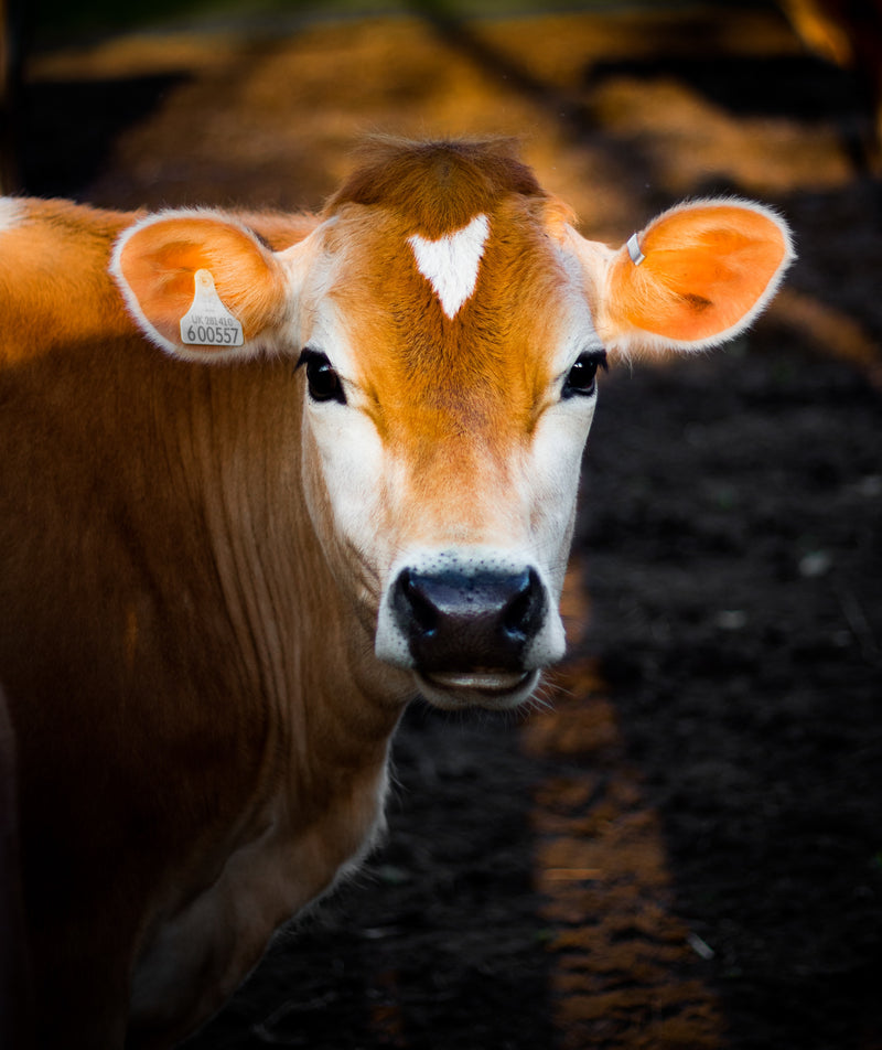 Gau Mata Ji Ki Aarti - lyrics In English & Hindi