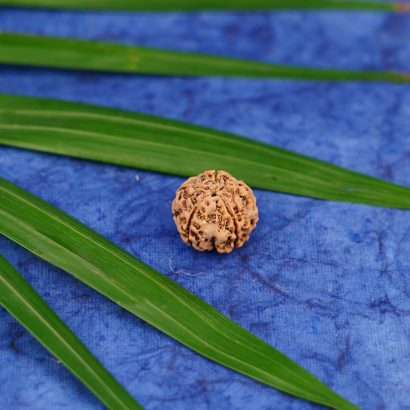 5 Mukhi Rudraksha Bead for Pooja