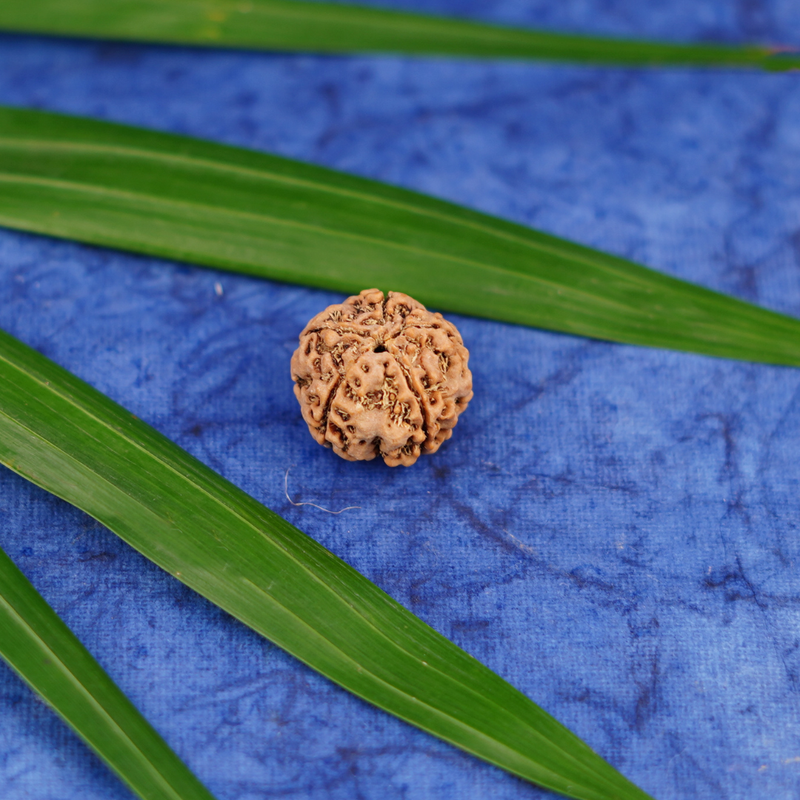 5 Mukhi Rudraksha Bead for Pooja