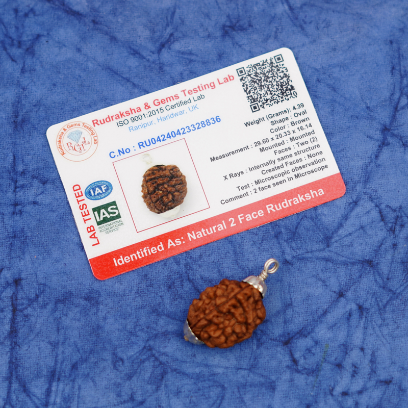 2 Mukhi Rudraksha Pendant | 4g
