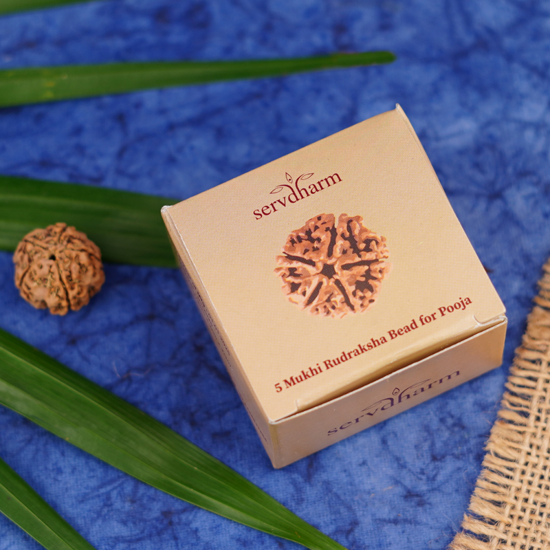 5 Mukhi Rudraksha Bead for Pooja