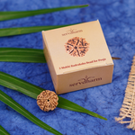 5 Mukhi Rudraksha Bead for Pooja