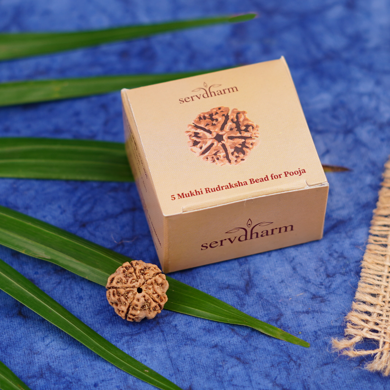 5 Mukhi Rudraksha Bead for Pooja