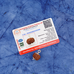 7 Mukhi Rudraksha Pendant |4g