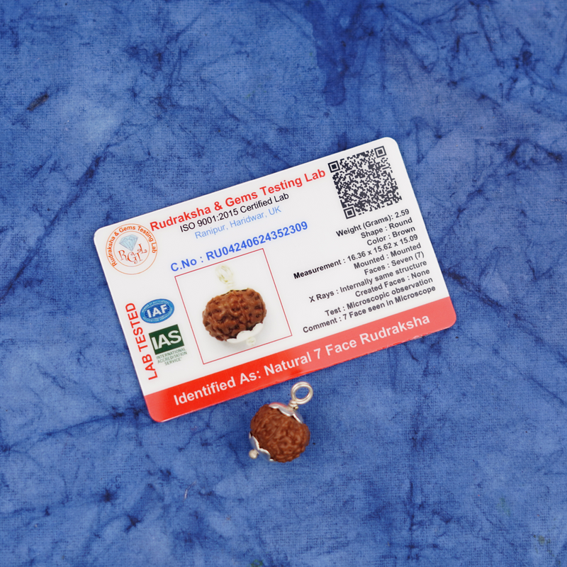 7 Mukhi Rudraksha Pendant |4g