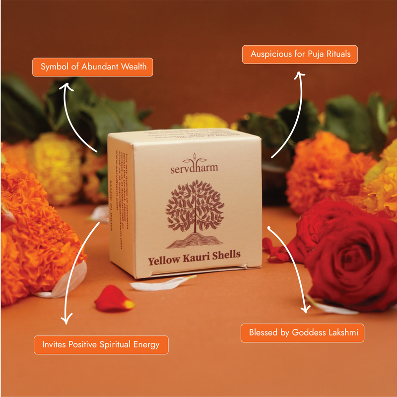 Yellow Kauri Shells for Pooja Pack of 11