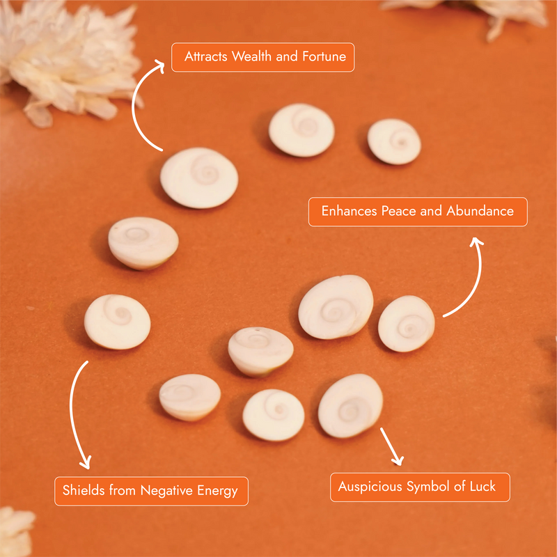 Gomti Chakra - Pack of 11