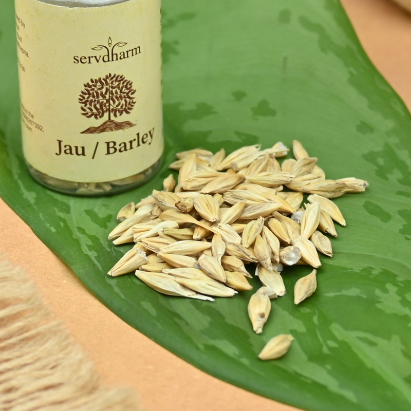 Jau/ Barley 25g | Jau for Pooja