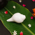 Pure Conch | Shankh for Pooja (5 Inch)