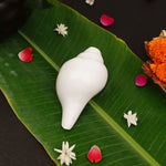 Pure Conch | Shankh for Pooja (5 Inch)
