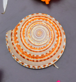 Vishnu Chakra 1 pc