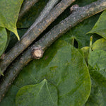 Neem Giloy Brew